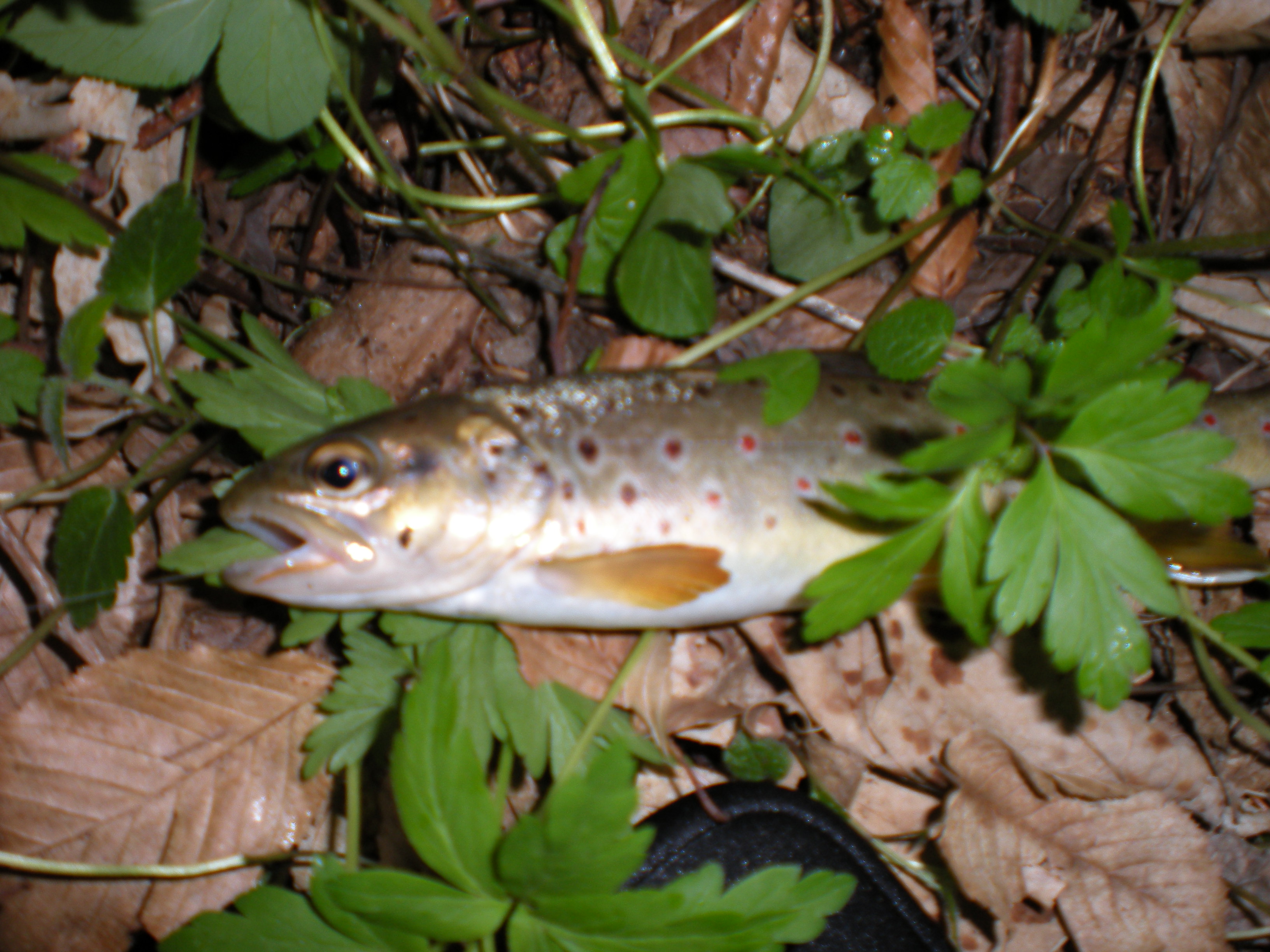 DSCN2269.JPG